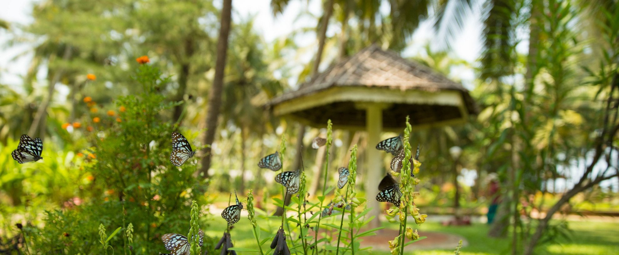 Ayurveda Kur Indien Kerala Sitaram Beach Retreat Anlage Schmetterlinge